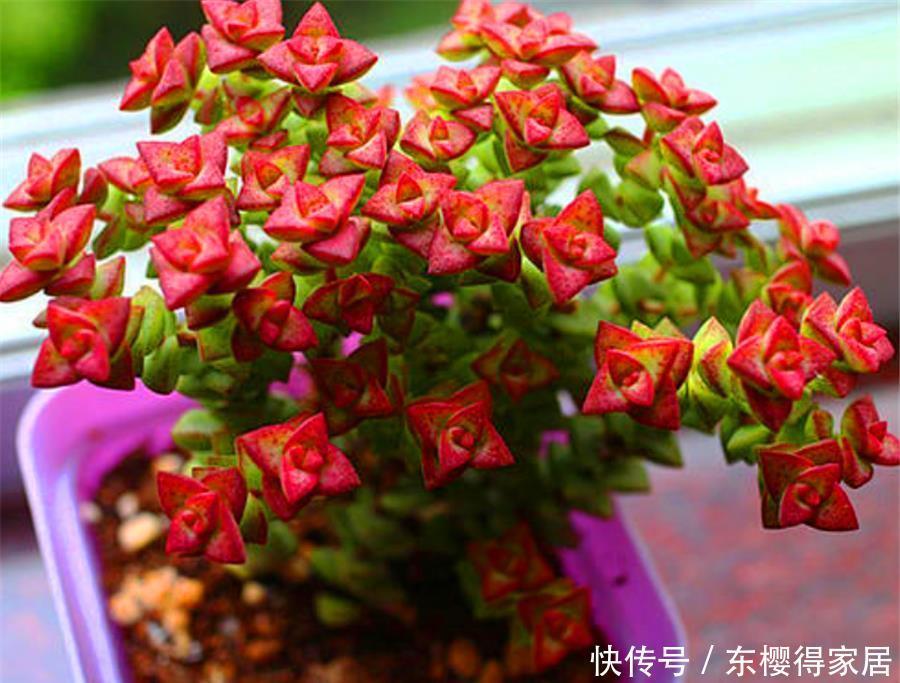 普货多肉|1种多肉爱爆盆,精致火红很喜庆,做好5个基本点,10天颜值逆袭