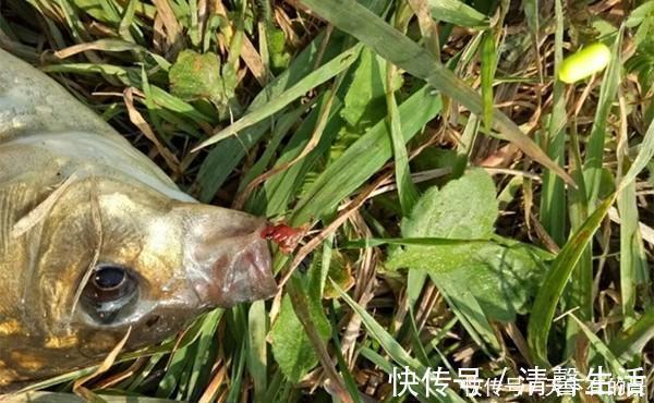 铅皮座|钓鱼技巧:鱼儿离底上浮,这几种钓法才好用,冬季也能用得上