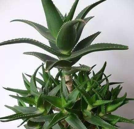 肥厚|养芦荟,记住1个小要点,侧芽冒20个,叶片翠绿肥厚,一年爆盆