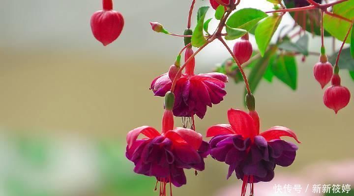 2020年超流行的盆栽花,好看又好养,花期长,人见人爱,值得拥有