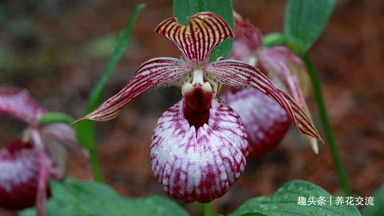 兰花五大家，春兰、蕙兰、建兰、墨兰和寒兰咋养，养护指南看这里