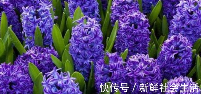 枯萎|90%花都是因为浇水而枯萎,老农也不例外,新手养花必看的技巧!