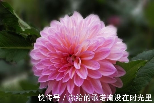 几种花漂亮又好养,比牡丹好看,花开香飘溢满屋,阳台变温馨花园