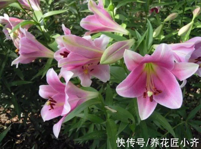 5种“球根花”,开花漂亮可盆栽,有花园必须种,能耐零下低温