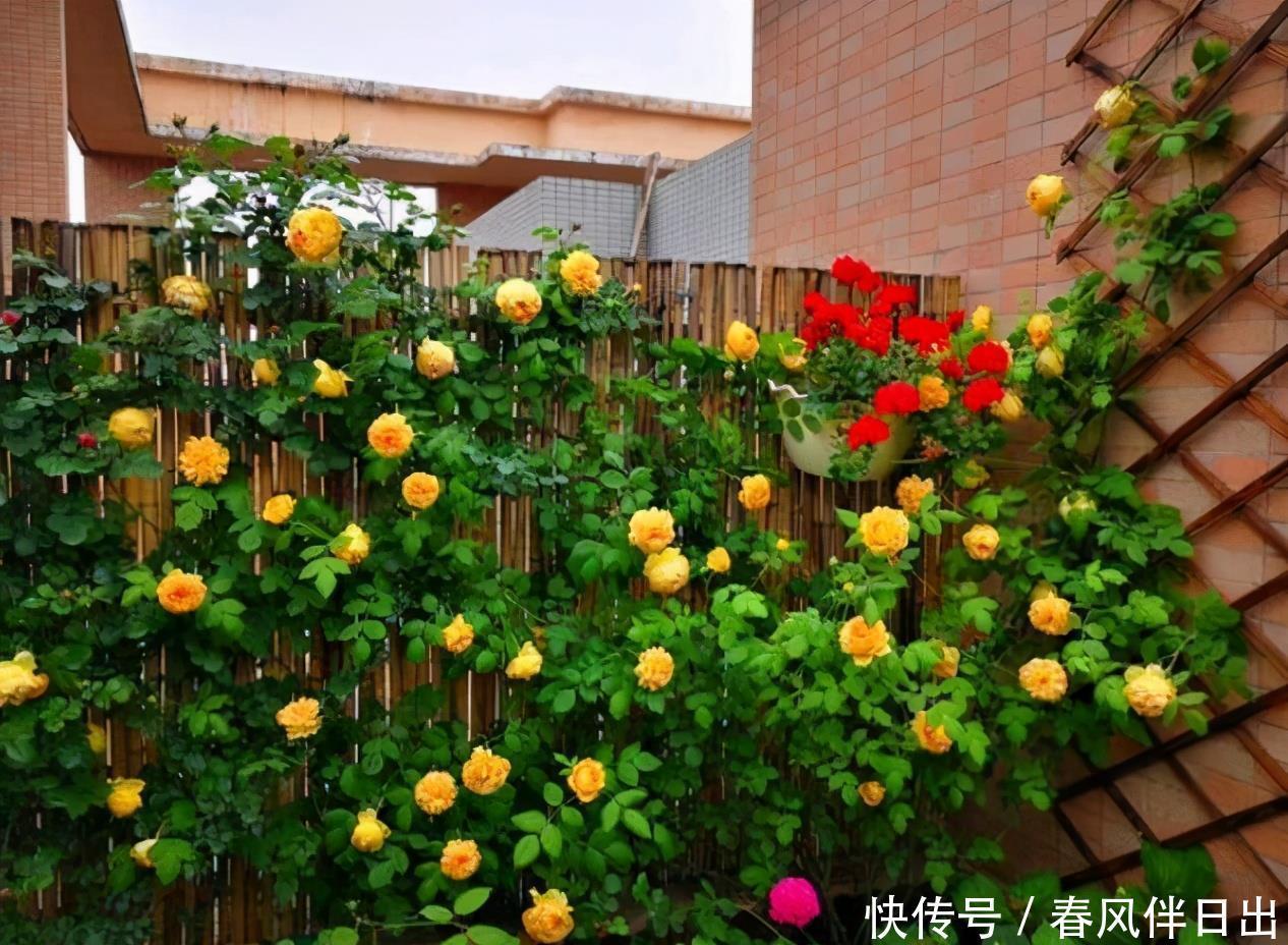 参观了这个院子,才明白什么叫花海,院子里没有一处空地,太美了