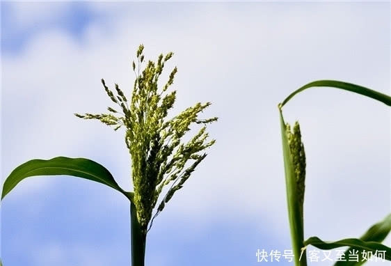 现在在农村都不常见了的美味植物,小时候经常吃,你们吃过吗?