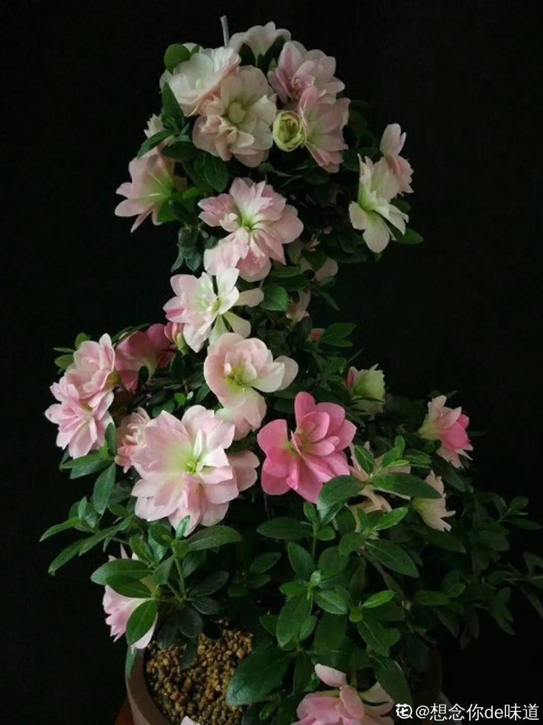 叶子|20种花，天凉了赶紧剪，来年开花有多又艳！