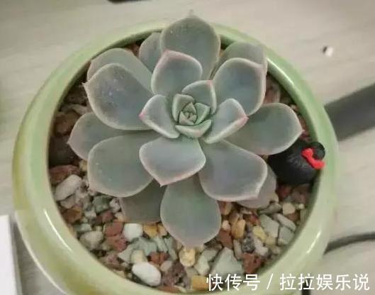 夏季养多肉,担心茎叶黑腐、化水居家盆栽此4种,烦恼全无