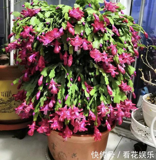 嫁接的蟹爪兰怎么养做到这“一点”,开成一棵花树,层层都是花