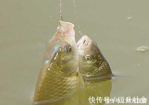 钓鲫鱼涨水和落水时选择钓点,依据下面2点就行了