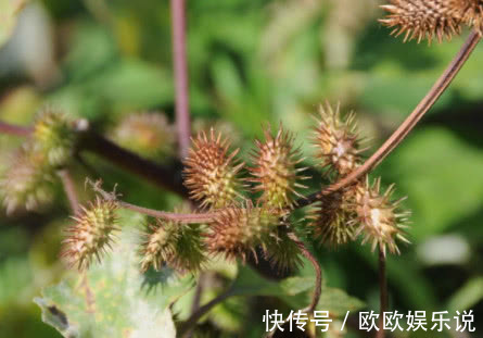 祛风|李时珍称它为风湿克星，祛风止痛，老寒腿关节炎都被“赶跑”