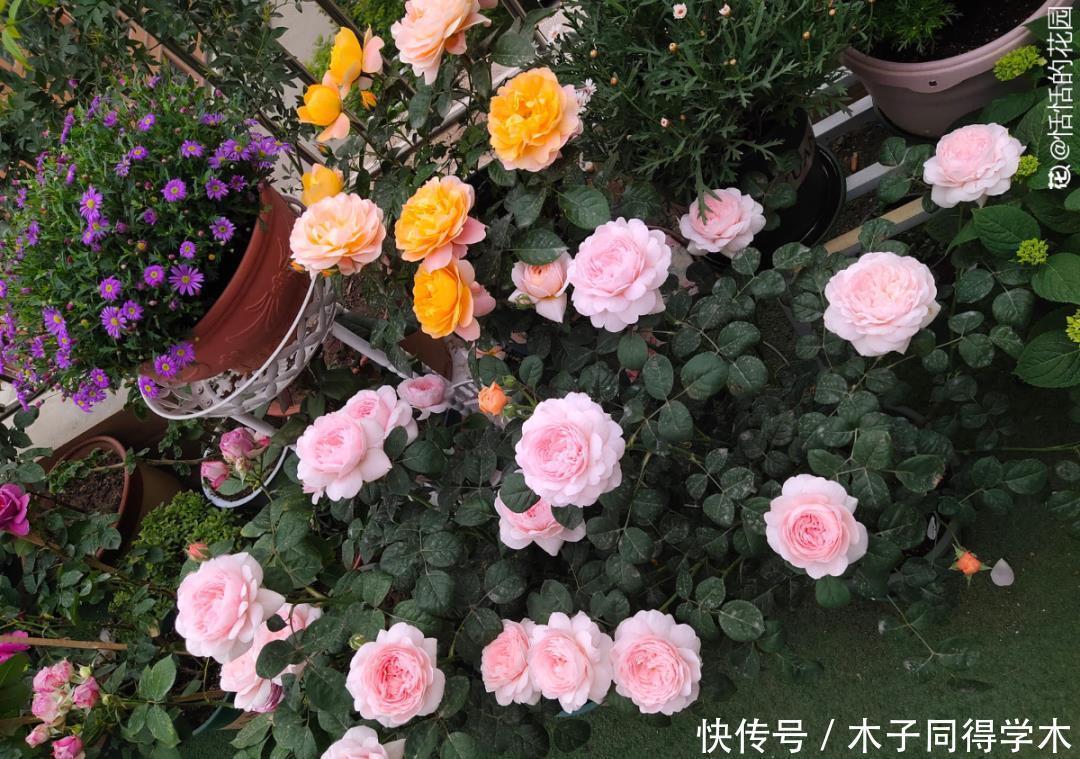 马上进入花期的花,10天一次肥,下个月就开花