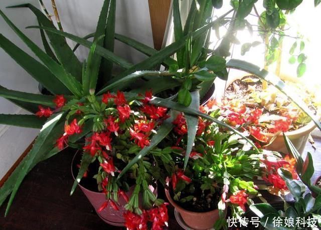 爆花|2种不要的“垃圾”,却是养花的“花肥王”,蟹爪兰吃一点就爆花