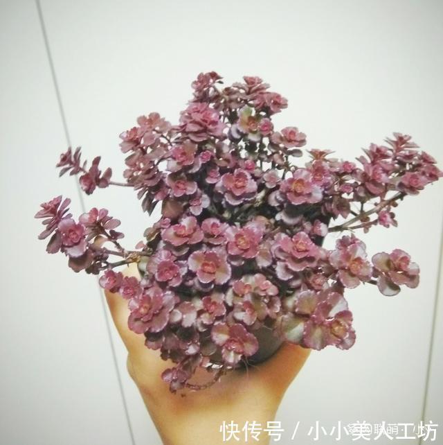  小球|小球玫瑰的逆袭，一年里开枝散叶