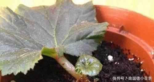 这些神奇的花,掐个叶片就发芽,眨眼就是一大盆,开花特漂亮