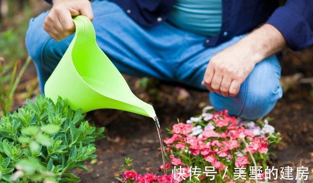 旱鸭子|5种“旱鸭子”花，容易被浇死，越不搭理长得越好，勤快人养不好