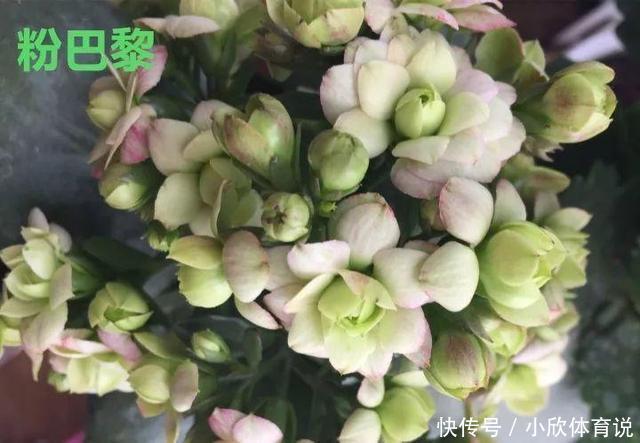 这种花品种多,花型好,养了你就爱上了!