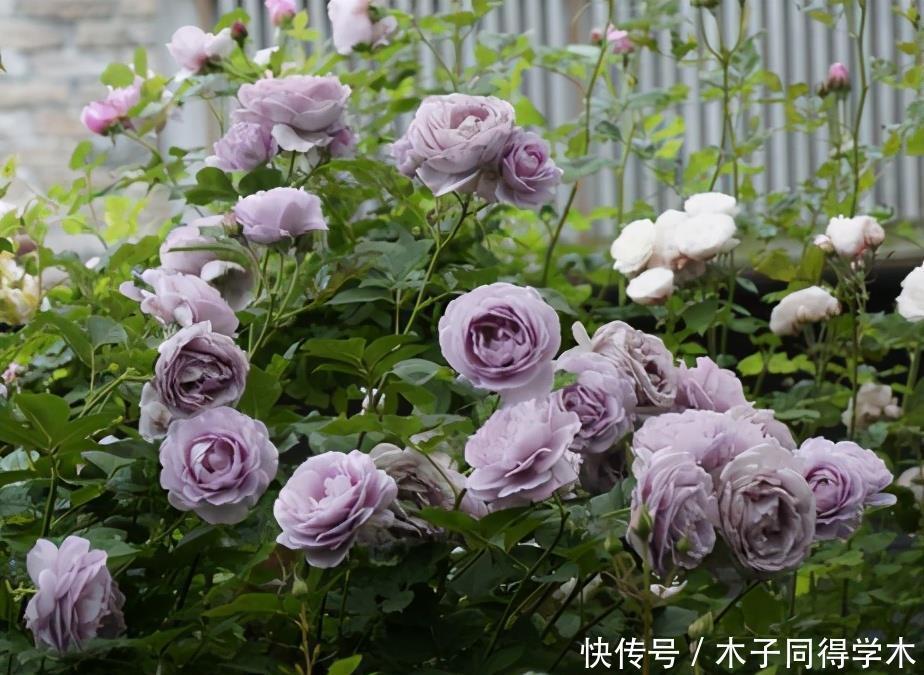 阳台养月季,就要“高颜值”,好养又泼辣,花期超长,花量大