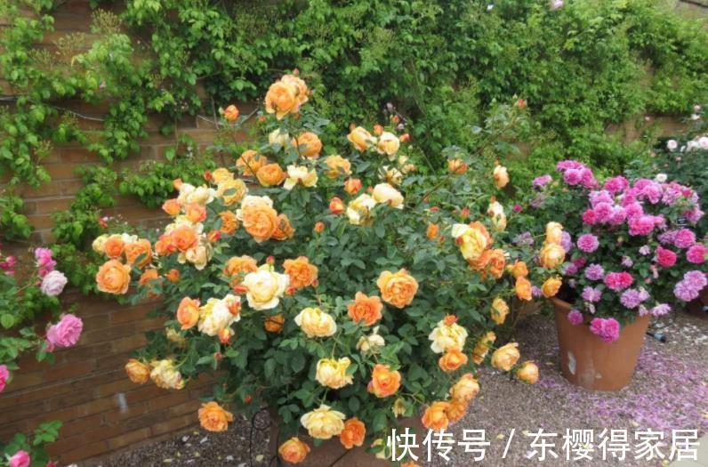 养分|9月降温,养月季希望花叶窜爆盆,万万不能忽略这4点