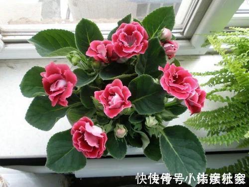 小花园|她家3平方的小阳台，几十盆花不停歇的开，邻居见了都羡慕