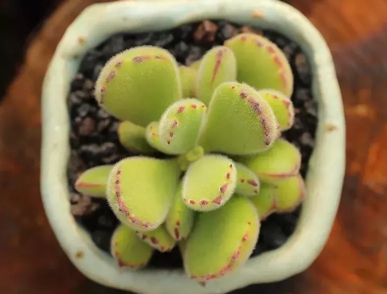 爪子|多肉植物红爪子，盆栽牢记3点，长得毛绒绒，肥美厚实