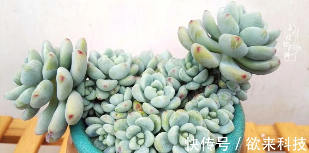 柴米油盐的日子,养几盆多肉吧,为生活添几抹色彩!