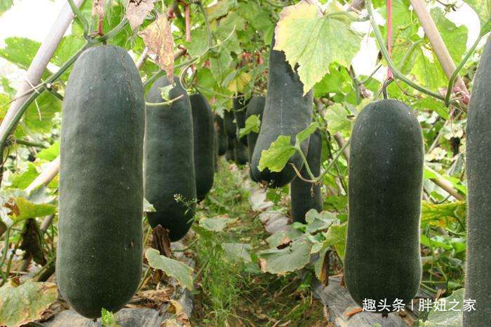 代茶饮|冬瓜皮、冬瓜瓤、冬瓜叶,冬瓜藤的有什么用,赶紧点开看看吧!