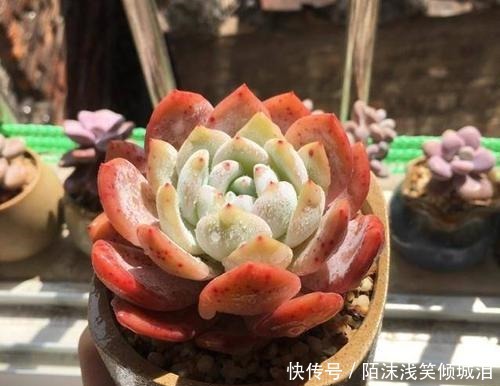 多肉翻盆后如何养护要点都在这里了，学会了顺利服盆！