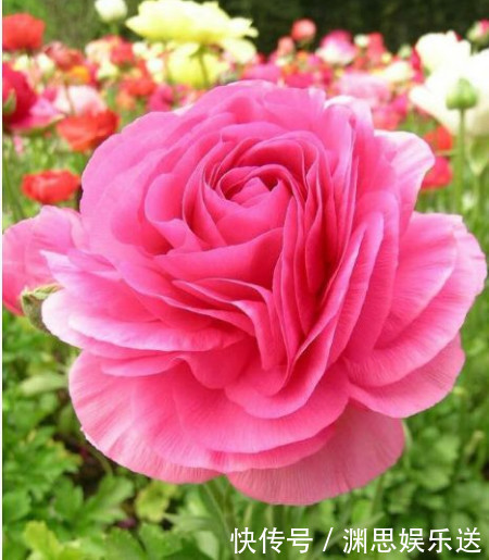 奇效|''大蒜''养花有奇效盆里放一点，不再烂根、生虫，叶子油绿花朵艳