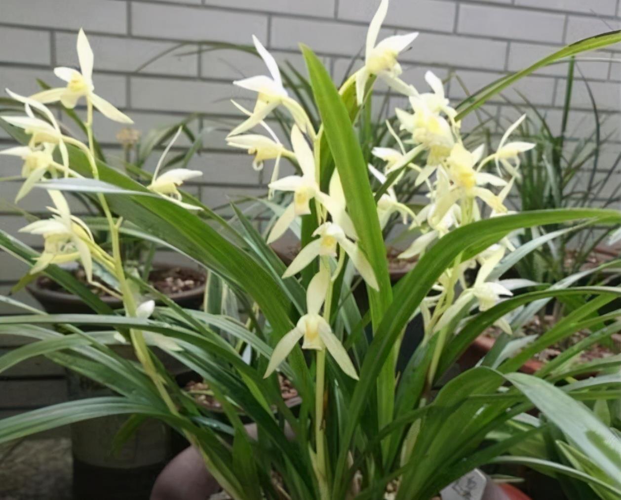 爷爷养兰花，6年时间养出千多苗，问及原因，他说做好2点就好