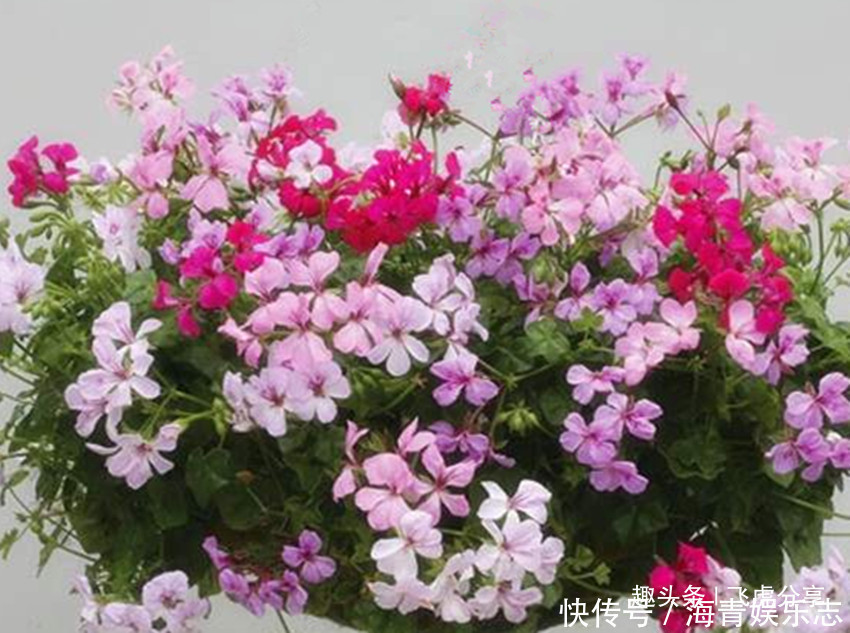 三种花一年能开10个月，开花就爆盆，华丽高雅懒人花，养花首选