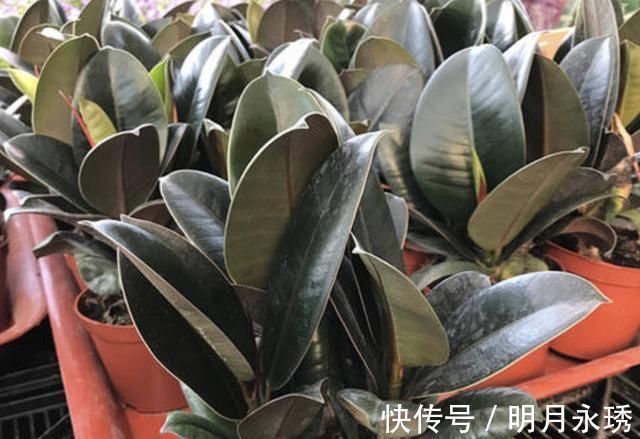 阳台上|过年就养“镇宅树”,6年后成为“盆景树”,比松柏值钱,寓意好