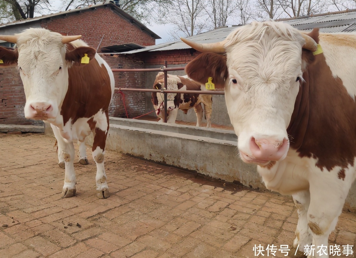 国内|国内人工成本那么低,为何牛肉却比国外的要贵?