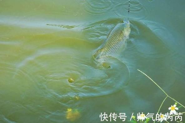 鱼群|钓点选新还是旧,老钓友告诉你,喜新厌旧还真不是个贬义词