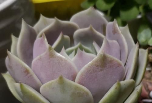 小包子|为什么从云南等地网购的多肉开始很紧致，但养着养着就散开了呢？