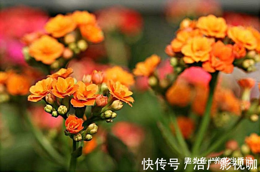 浇水|长寿花“浇水”方法,学会后根系不腐烂,生长状态好!