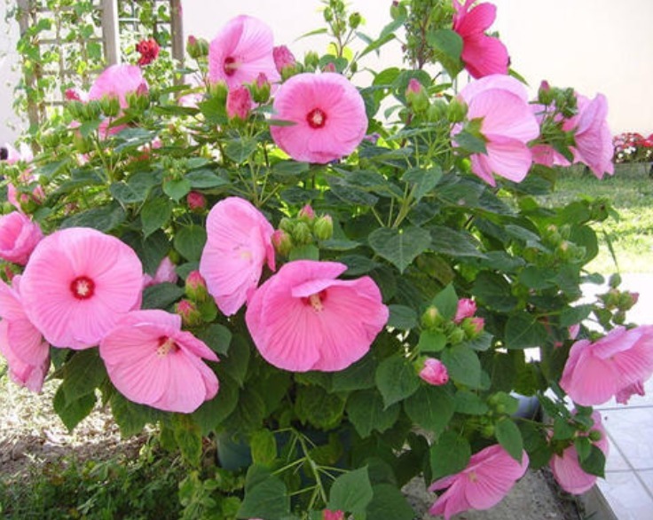 有1种花朵,能长的脸一样大,而且十分好养活,花友不妨快养一盆