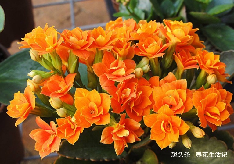 长寿花“花期”过后,需要及时这么做,来年开花旺盛艳丽!