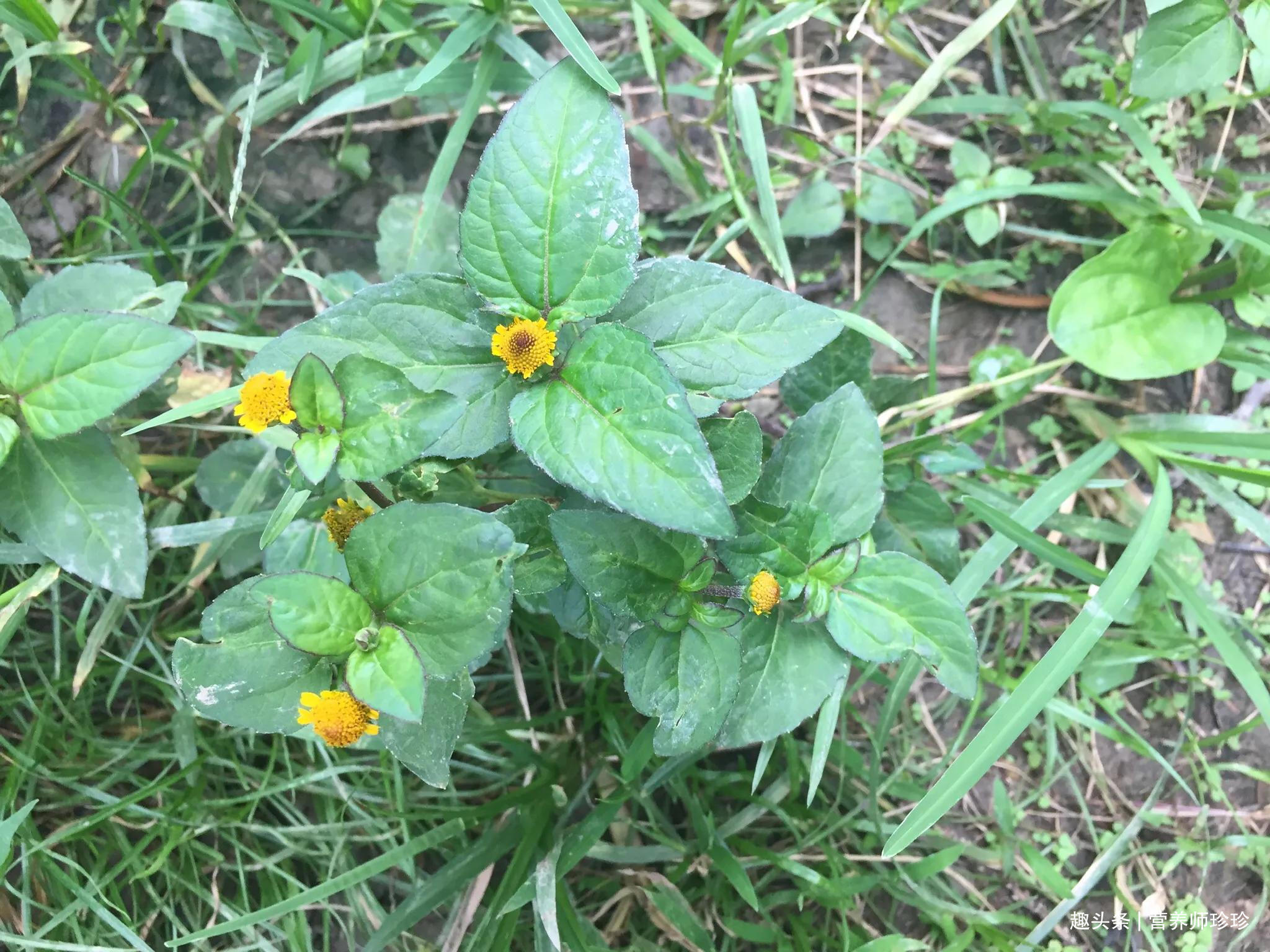 扭扣|老屋旁的金扭扣,人称“止痛草”,若家乡有,不要再当杂草了