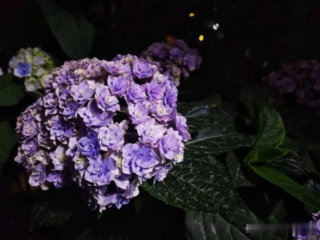 圆滚滚的绣球,瀑布般的花墙,这届花友也太会种花了吧