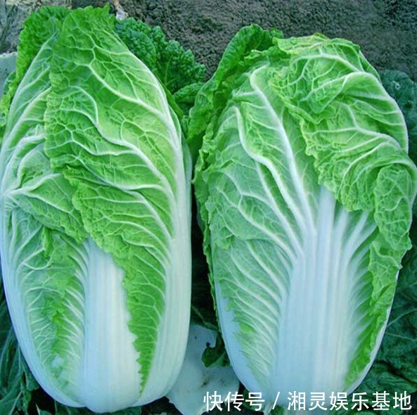 桃子|女性不想老的快,冬季养生正当时,食疗很重要,美容养颜功效好