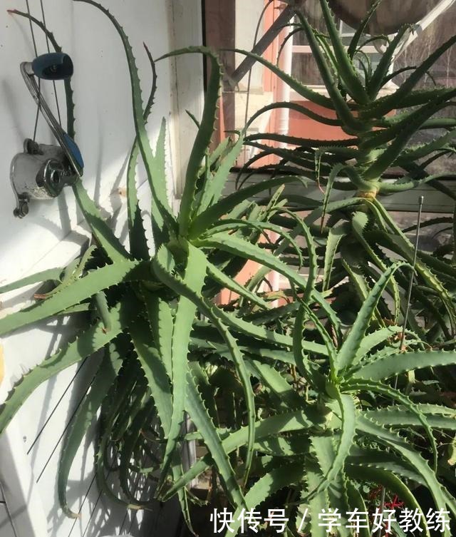 1米7的天竺葵，开花成瀑布，太震撼了！