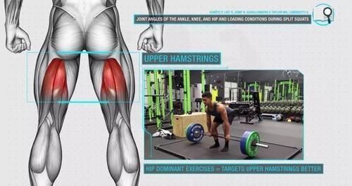腘绳肌|几块“易被忽视训练”的重要肌肉,可能影响你的训练质量!