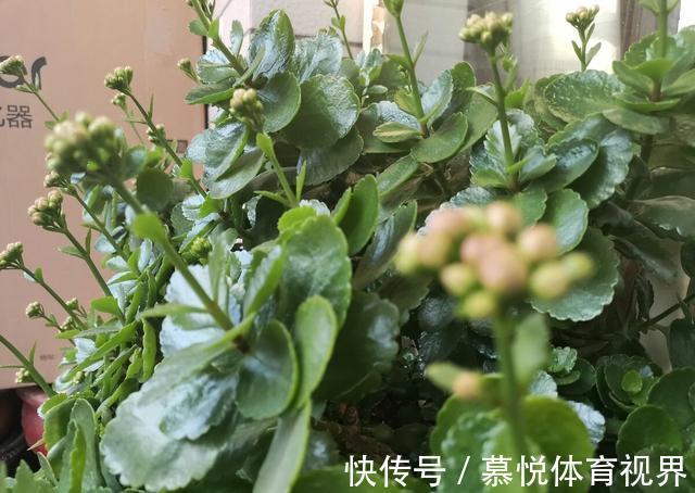 冬天想让长寿花长满花苞，只会“施肥”可不行，还要会“三控”