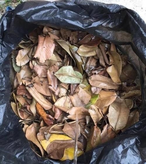 养花土里掺点它,碱性变酸性,花卉叶子呼呼长!