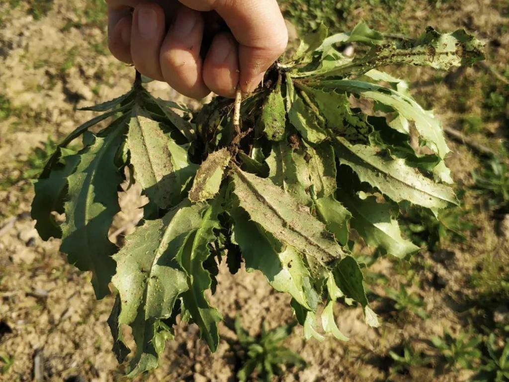 刺刺菜|农村一种满身是刺的野草，见到请别错过，如今15元一斤成高钙菜