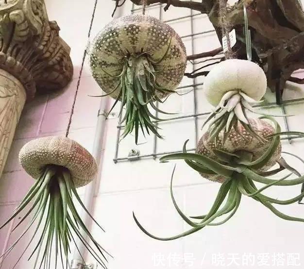 空凤|漂亮养眼的8种吊篮植物，绿萝，吊兰都弱爆了