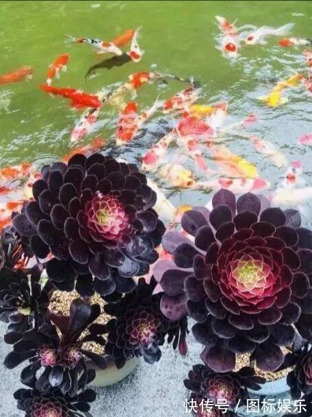 遇见，是一生！遇见多肉，是我的余生和全部！