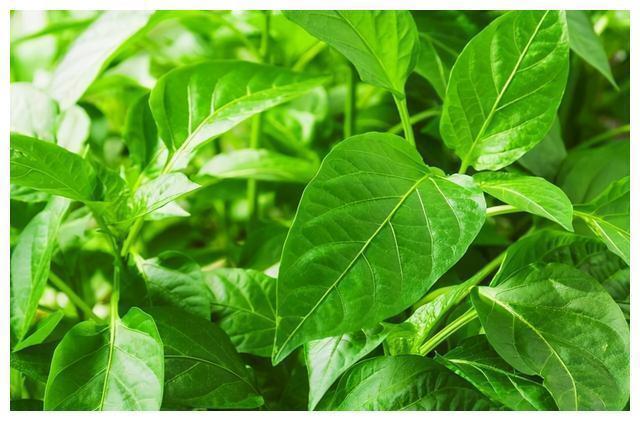 红薯叶|含钙量比牛奶还高的六种蔬菜！经常被你扔掉，营养丰富吃了还补钙