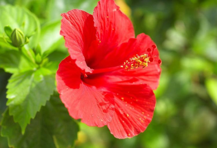 喜欢菊花,不如养盆“开花机器”非洲紫罗兰,开花灿烂,让人移不开眼